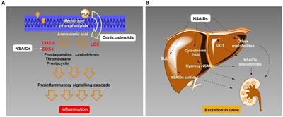 Diclofenac, ibuprofen, and paracetamol biodegradation: overconsumed non-steroidal anti-inflammatories drugs at COVID-19 pandemic